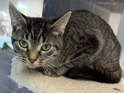 Busch, available for adoption