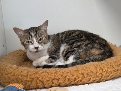 Lubi, adult, available for adoption