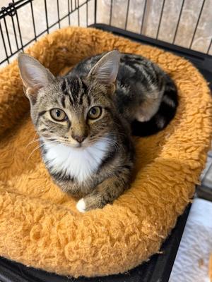 Bryno, available for adoption