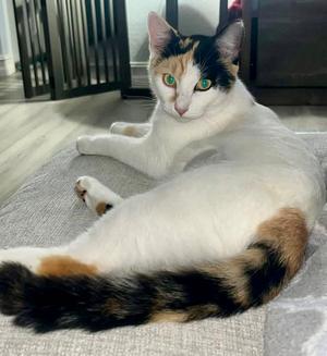 Japonica, adult, available for adoption