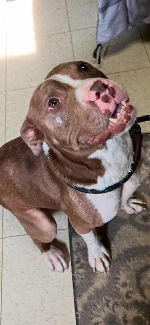 Ferny, Pit Bull Terrier, adult, available for adoption