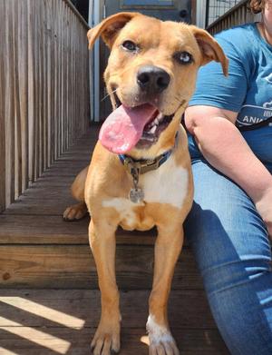 Chance, Labrador Retriever, young, available for adoption