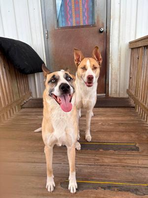 Kash & Penny, Husky, adult, available for adoption