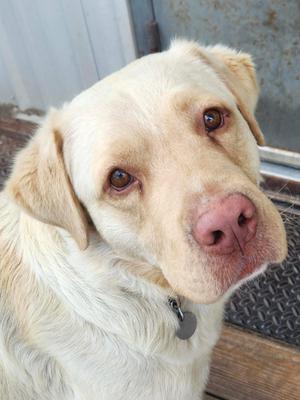A close-up photograph of a light-colored dog, likely a Labrador Retriever, looking at the camera.