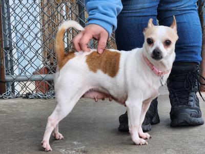 Blanca, Chihuahua, adult, available for adoption