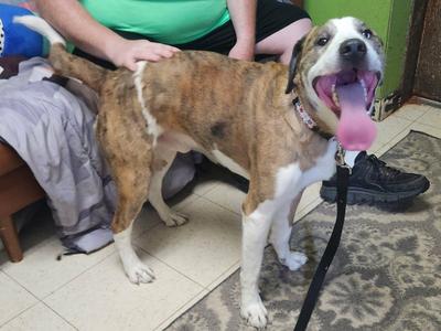 Draco, Husky, adult, available for adoption