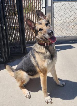 Luna, German Shepherd Dog, adult, available for adoption