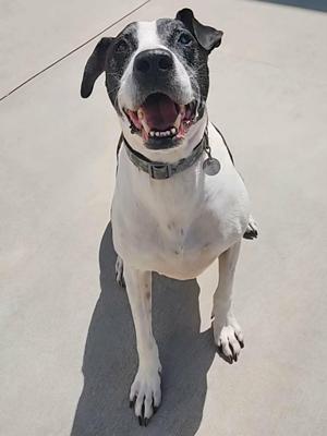 A black and white dog standing on a concrete surface, mouth open in a happy expression.