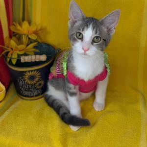 Amethyst, kitten, available for adoption
