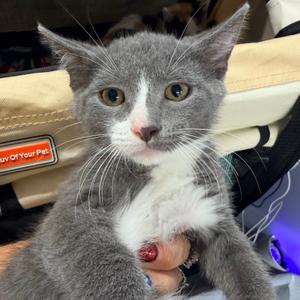 Chicken Nugget, kitten, available for adoption