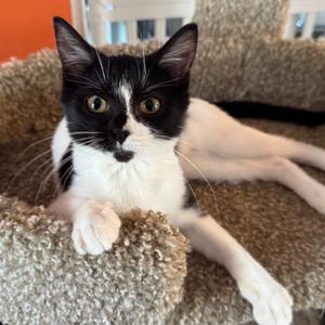 Orphan Annie, kitten, available for adoption