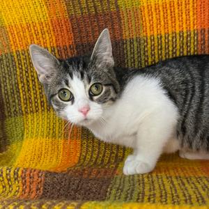 Xena: Warrior Princess, kitten, available for adoption