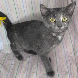 A gray cat with yellow eyes standing on a striped blanket