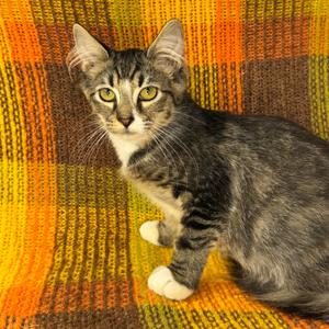 Aspen, kitten, available for adoption