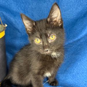 Kelsi Nielsen, kitten, available for adoption