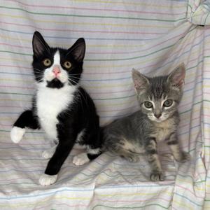 Knox, kitten, available for adoption