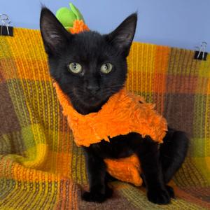 Dusty, young, available for adoption