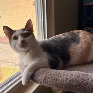 Froggy, adult, available for adoption
