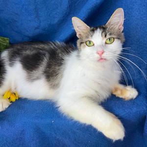 Quartz, adult, available for adoption