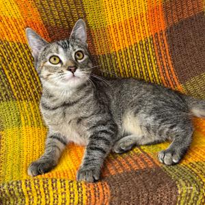 Genevieve, kitten, available for adoption