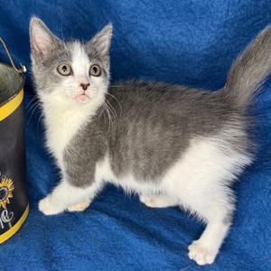 Taylor McKessie, kitten, available for adoption