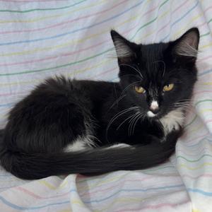 Violet, young, available for adoption