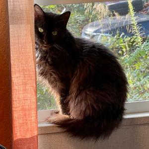 Dolly Parton, available for adoption