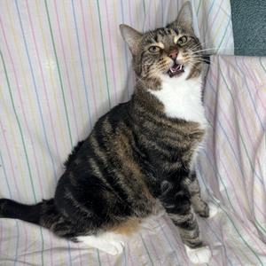 Lisa Frank, adult, available for adoption