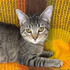 Dobby, kitten, available for adoption