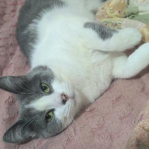 A gray and white cat lying on its back on a pink blanket.