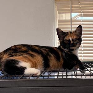 A calico cat lying on a metal rack in front of a window with blinds.