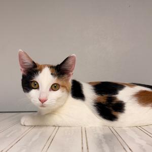 A calico cat with white, black, and orange fur is lying on a wooden floor, looking directly at the camera.