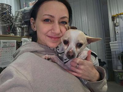 Dobby, Chihuahua, adult, available for adoption