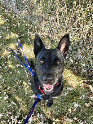 Penny, Labrador Retriever, young, available for adoption