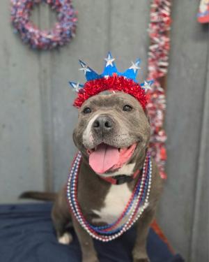Nina, Pit Bull Terrier, young, available for adoption