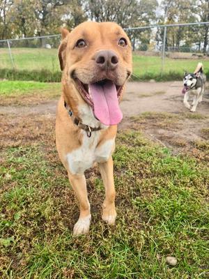 A happy brown and white dog with its tongue out, standing on grass in a fenced area.