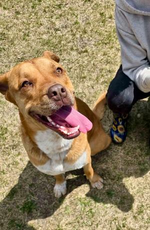 Apollo, American Bulldog, young, available for adoption