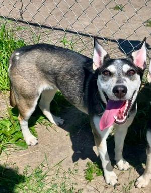 Cora, Siberian Husky, puppy, available for adoption