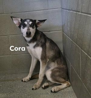 Cora, Siberian Husky, young, available for adoption
