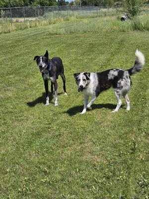 Stanley, Husky, senior, available for adoption