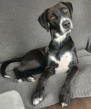 Remi, Labrador Retriever, young, available for adoption