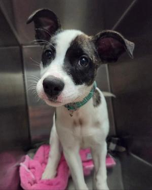 Vega, Pit Bull Terrier, puppy, available for adoption