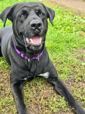Major, Labrador Retriever, young, available for adoption