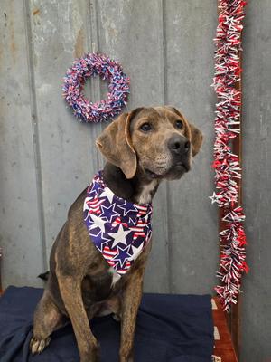 Theo, Hound, adult, available for adoption