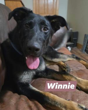 Winnie, German Shepherd Dog, young, available for adoption