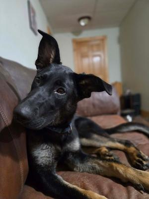 Winnie, German Shepherd Dog, young, available for adoption