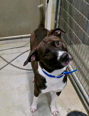 Andy, Pit Bull Terrier / Shepherd, young, available for adoption