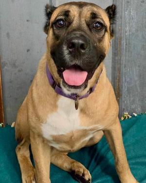 Wynter, Cane Corso Mastiff, young, available for adoption