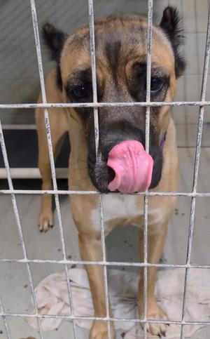 Wynter, Cane Corso Mastiff, young, available for adoption