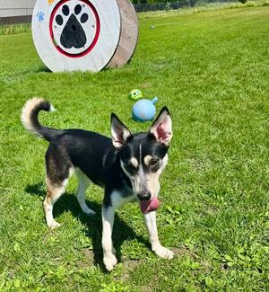 Sage, Siberian Husky, puppy, available for adoption